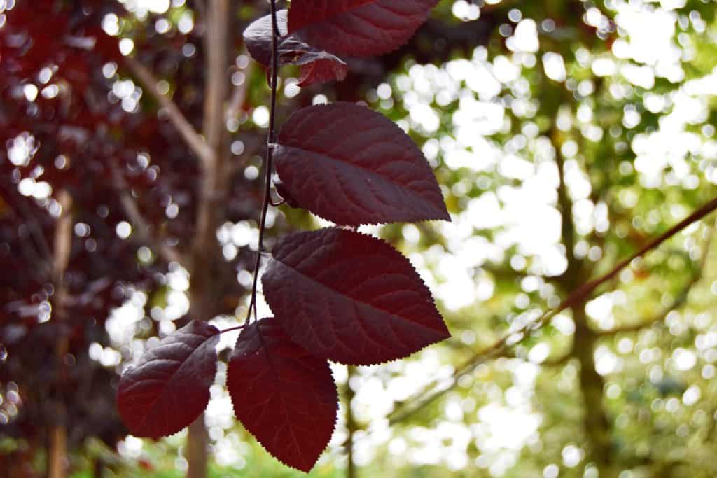 Prunus cerasifera 'Nigra' 12-14 HS